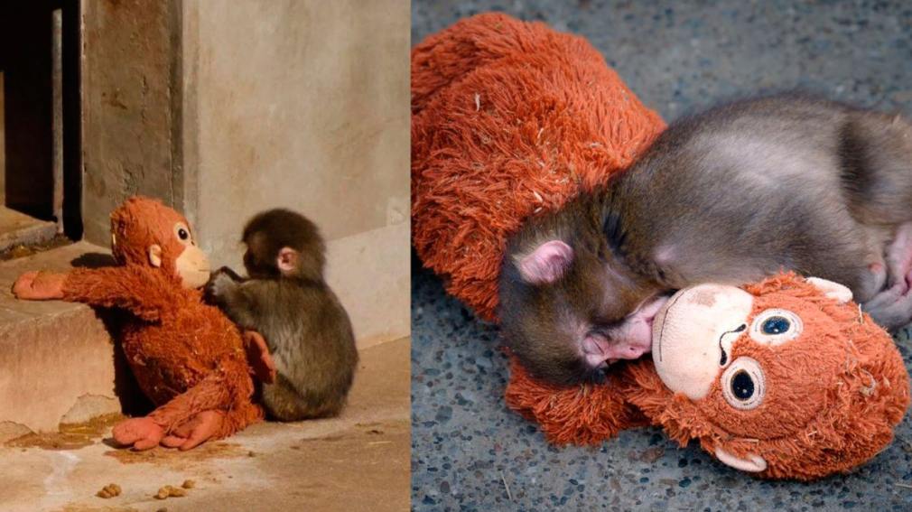 El mono Punch: el macaco abandonado que conmovió al mundo y su peluche.