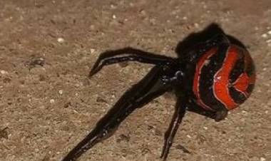 MISION NUEVA POMPEYA : Odisea de un joven picado por una araña viuda negra,sin suero en los Puestos Sanitarios,Hospital y fue derivado al Bicentenario de Castelli