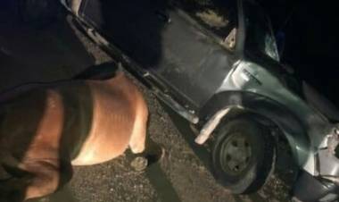 CAMPO LARGO : Nuevamente accidente por caballos sueltos en la Ruta Nº 89
