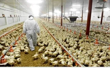 Gripe aviar en Bolivia : sacrifican 142.000 pollos y Argentina a traves de Senasa refuerza los controles Chaco,Formosa,Jujuy,Salta y zonas fronterizas