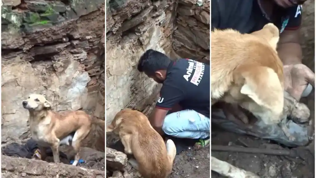 (video) Emocionante video,perrita ayuda y rescata a sus cachorros recién nacidos tras el terremoto de Turquía y Siria