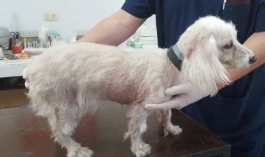 Corroboran eficacia de método alternativo para estadificar leishmaniosis visceral canina