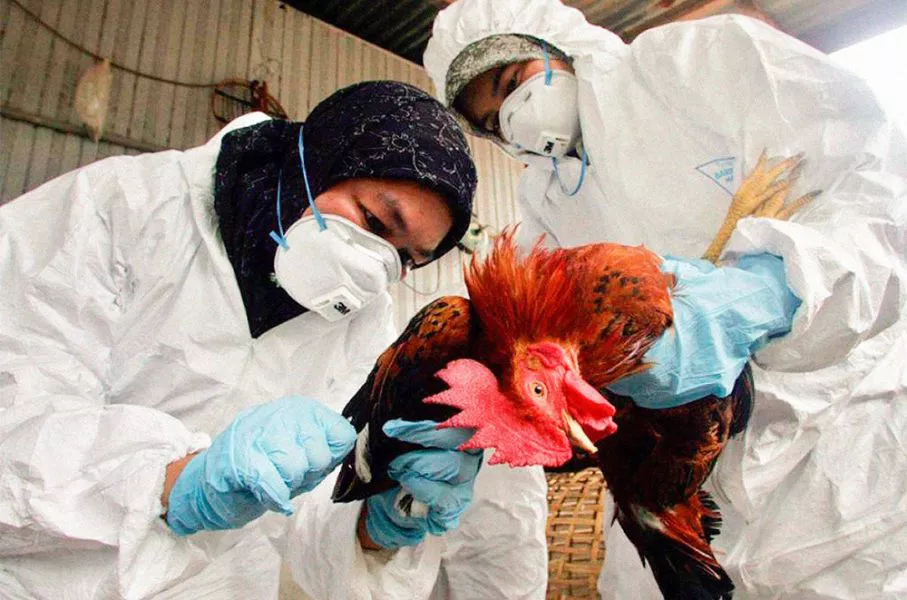 Nuevos casos de influenza en aves de traspatio en Buenos Aires, Córdoba, Río Negro y San Luis