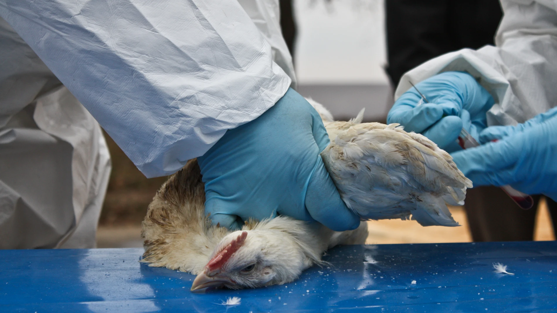 Uno de cada cinco sospechas de Influenza Aviar resulta positiva y ya se sacrificaron 700.000 aves para frenar la expansión de la enfermedad,en Chaco se habian detectados 2 casos