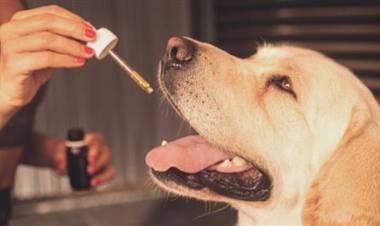 A traves del decreto 185/2023,autorizan a las farmacias vender medicamentos recetados por veterinarios