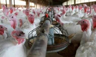 SENASA : Y un grave error,iban a sacrificar 200,000 gallinas sanas en Corrientes,las pruebas dieron negativas de influenza aviar