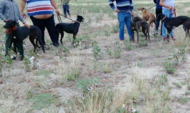 Santa Sylvina : Desarticulan carrera clandestina de perros galgos en una zona rural,rescataron 10 animales