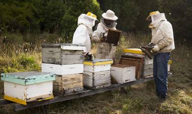 Demostrarán que con higiene las abejas melíferas del NEA podrían evitar la muerte de sus colonias