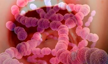 Aumentan los casos de infecciones causadas por la bacteria estreptococo