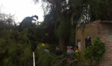 RESISTENCIA : Un hombtre murio al caer un arbol luego del fuerte viento sobre su casa en la Calle Ayacucho al 3000 en la tarde de este miercoles.
