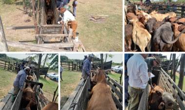 LA LEONESA : Policia Rural recupero mas de 135 bovinos de un establecimiento rural y hay detenidos por abigeato 