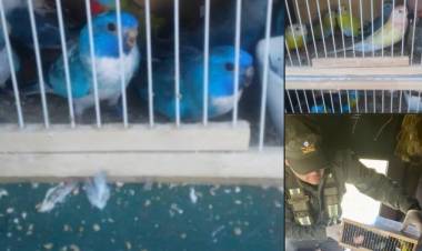Gendarmeria rescato 29 aves silvestres dentro de la cabina de un camión en el control de la Ruta Nac.Nº 11 en el km.1060