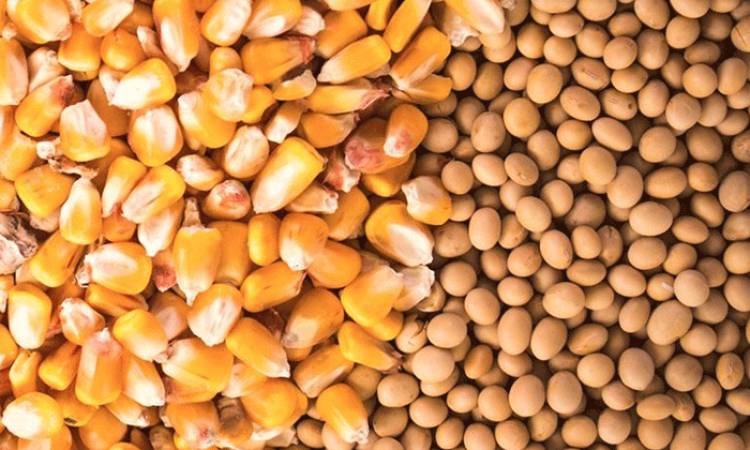 Datos oficiales versus relato kirchnerista : En la última semana se vendieron casi 415.000 toneladas de soja y el maiz fue el mas elevado del ultimos cinco años
