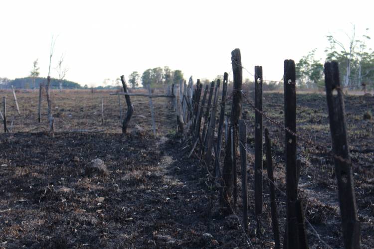 UNNE : Incendios ocurridos a principios de año afectaron las propiedades de los suelos en sistemas