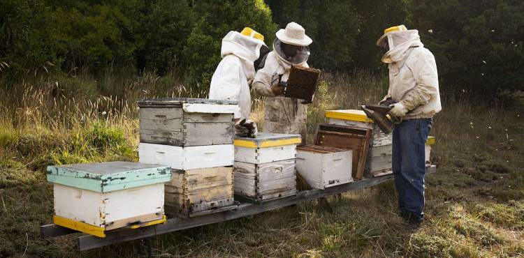Demostrarán que con higiene las abejas melíferas del NEA podrían evitar la muerte de sus colonias