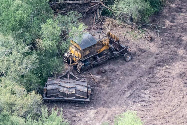 La Corte Suprema requirió a Chaco,Formosa,Salta y Santiago del Estero que informen sobre el desmonte del hábitat del yaguareté